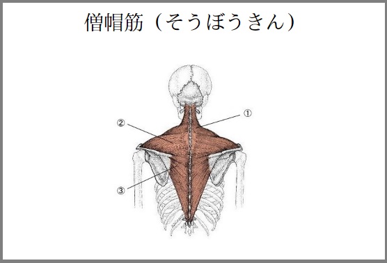 首を寝違えたら温めるの 冷やすの カズの知恵袋